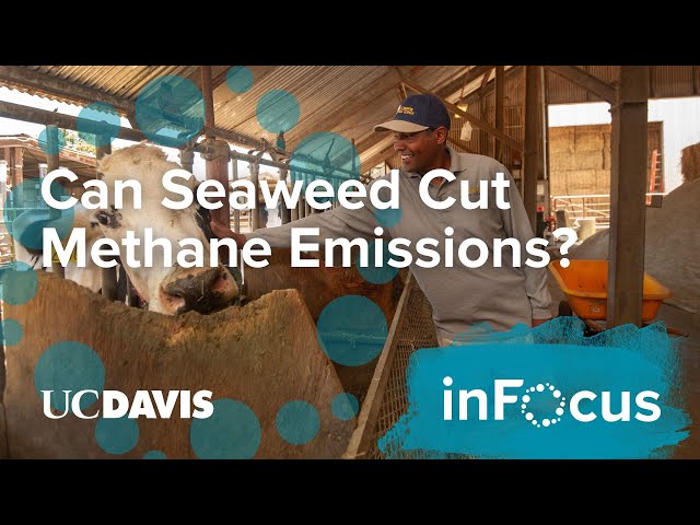 Can Seaweed Cut Methane Emissions on Dairy Farms?