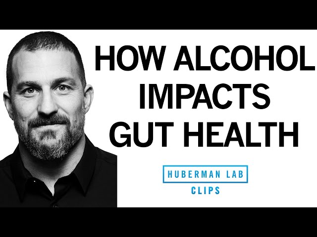 How Does Alcohol Impact Your Gut Microbiome & Leaky Gut? | Dr. Andrew Huberman