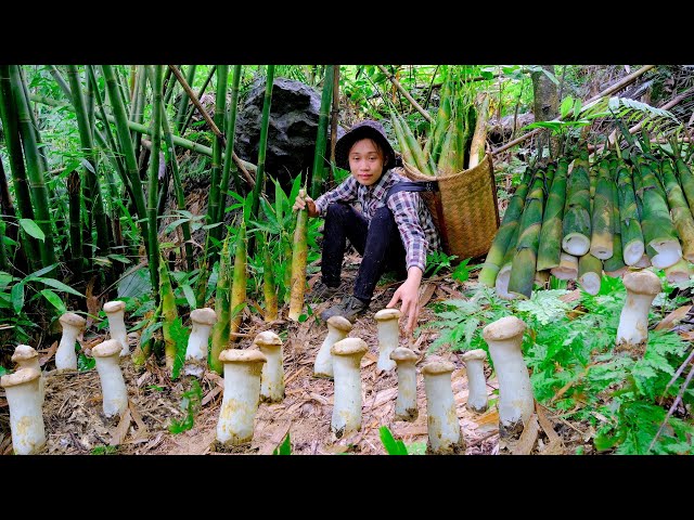 Harvest wild mushrooms and bamboo shoots . 360 days of building a life
