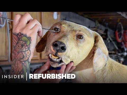 How A Taxidermist Restores A Damaged Dog | Refurbished