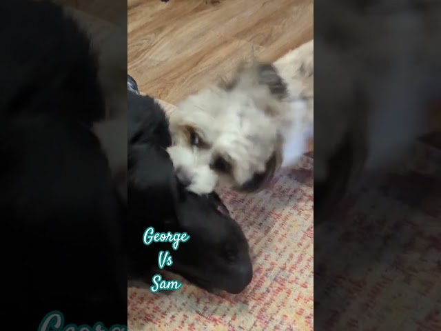 George vs Sam #dog #shihtzu #shihpoo #labrador