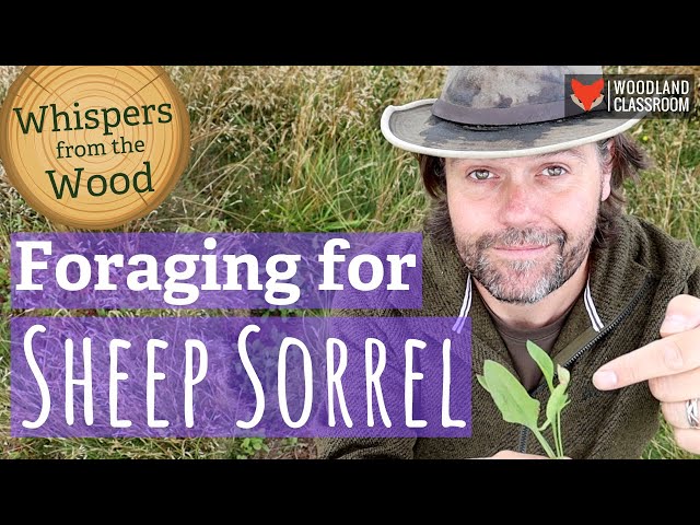 Foraging for Sheep Sorrel