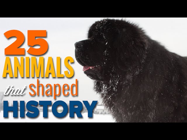 25 Incredible Animals That Shaped Human History