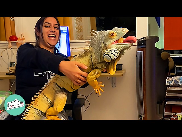 Stubborn Iguanas Chase Owners Around The House For Attention | Cuddle Buddies