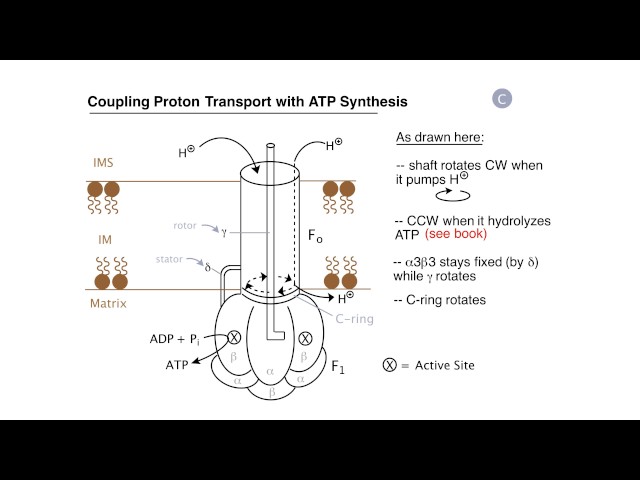 Respiration: Proton Pumps and ATP Synthesis