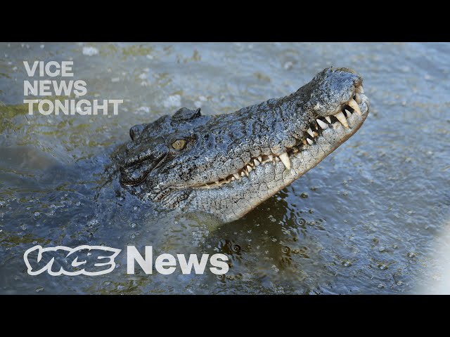 Man-Eating Crocodiles Are at Record Numbers, & Conservationists Love It
