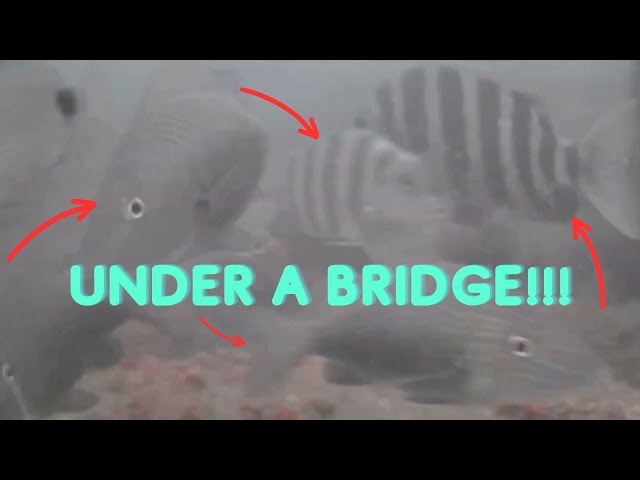 Underwater Mysteries Revealed: Check Out What's Hiding Under Bridges!