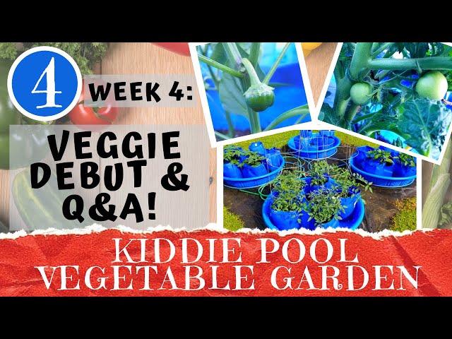 KIDDIE POOL VEGETABLE GARDEN - Week 4: Caging Tomatoes & Planting Beans | Veggie Debut | Top 10 Q&A!