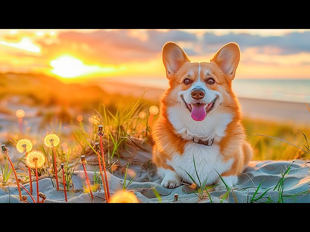 10 HOURS of Dog Calming Music For Dogs🎵🐶Anti Separation Anxiety Relief🐶💖dog relaxation🎵Healing Music