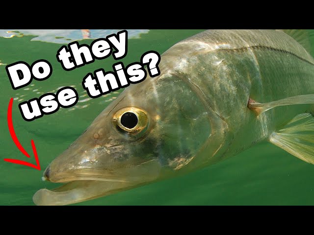 Are Snook Attracted To Scent? (Day 2 Of Lure Experiment Brings SHOCKING Results!)