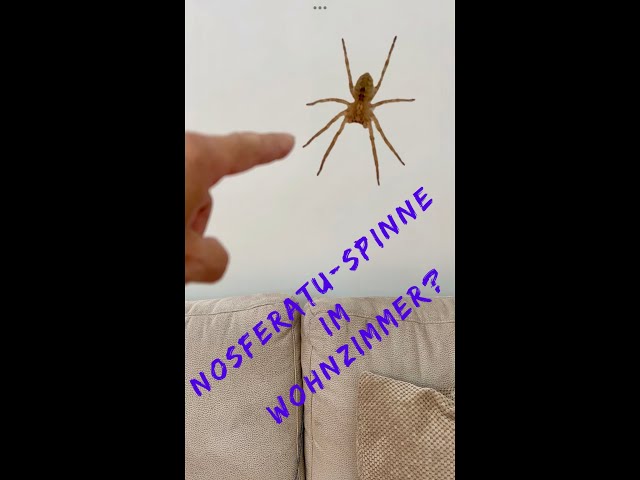 Nosferatu spider in the living room ?