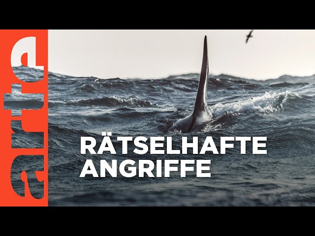 Achtung Orcas! Gefahr vor Gibraltar | Doku HD | ARTE