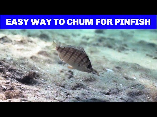 How To Chum For Pinfish (And Save Tons of Money)