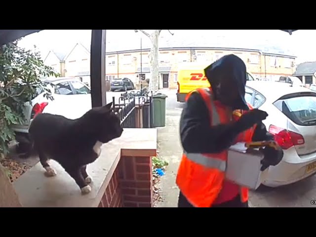 Friendly Cat Scares Away Delivery Man