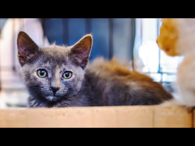Two Cats Saved By Animal Welfare After Being Abandoned By Owner | Animal Rescue School | Real Wild