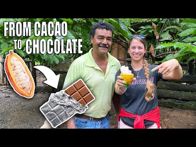 How Chocolate Is Made | Cacao Fruit Harvesting to Make Chocolate Bar