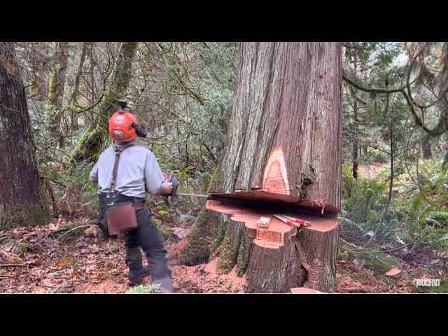Husqvarna 592xp, vs Huge leaning Cedar tree, wedgemanship.