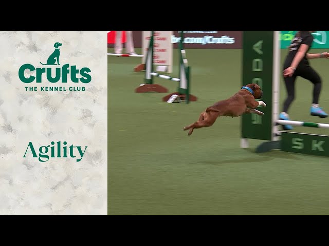 Agility - YKC ADOY Finals | ​Crufts 2024