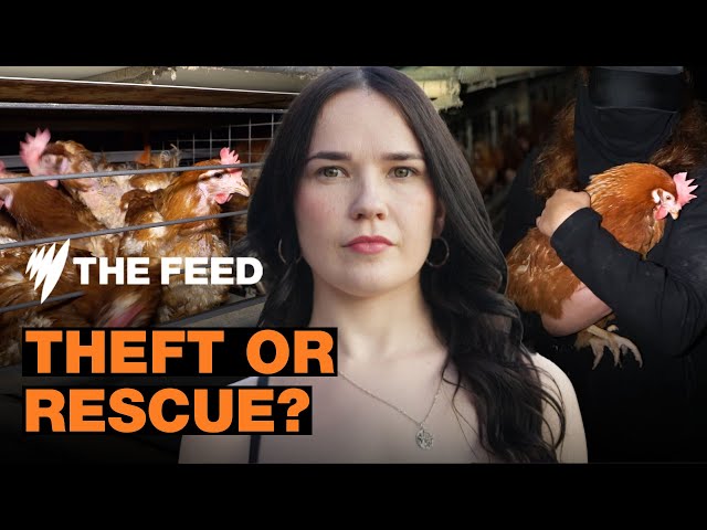 The vegans breaking the law to ‘liberate’ animals | Vegan Vigilantes | Short Documentary