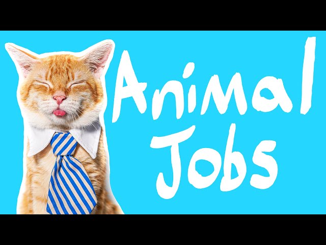 14 Animals With Jobs | Animals who work for a living!