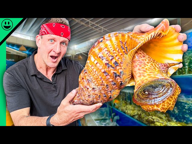 $1000 Seafood Challenge in Vietnam!! Asia’s Exotic Shellfish!!