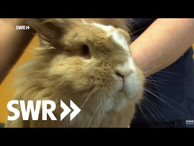 Ein Kaninchen, eine Katze und ein Pferd | SWR Tierarztgeschichten