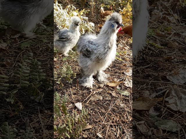 Baby Chickens | Silkies   #shorts