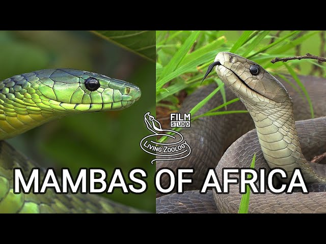 Black mamba and green mambas  - the most feared venomous snakes of Africa, but are they so deadly?