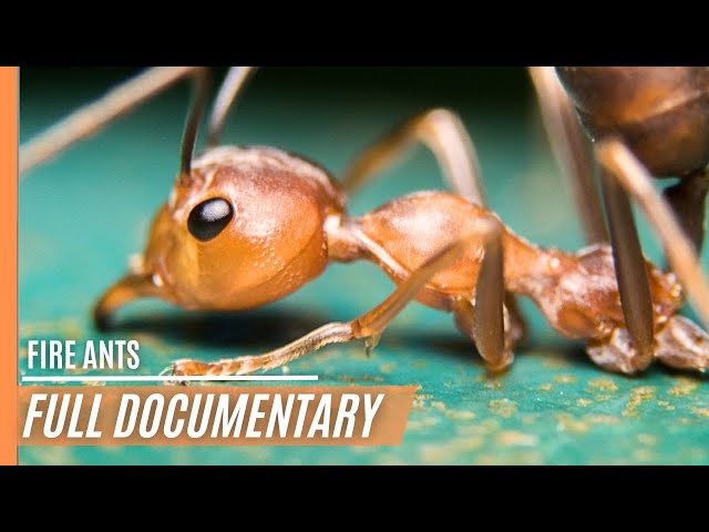 Fire Ants - Most succesful creature that has ever lived | Full Episode