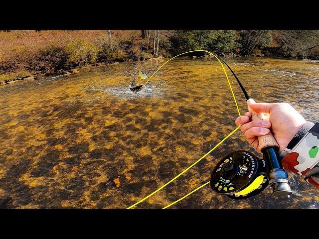 Fly Fishing NC’s Premiere Trout River (I Hooked my PB!)