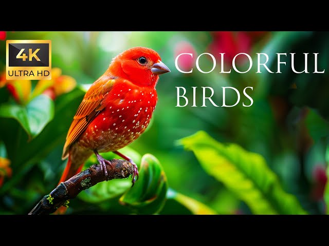 4K Colorful Finch - Beautiful Birds Sound in the Forest | Bird Melodies