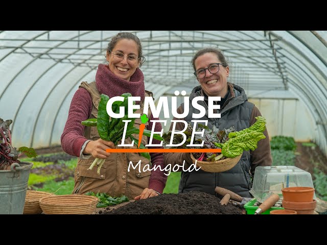 Mangold erfolgreich anbauen | Gemüseliebe
