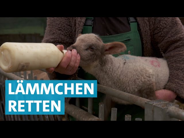 Geburtshilfe für Schafe: Schäfer Reinhard hält süße Lämmer am Leben