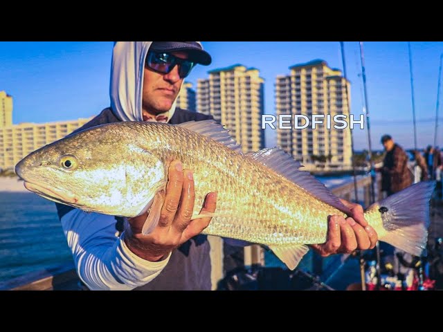How To Catch Redfish From The Pier [Mastery Course Preview]