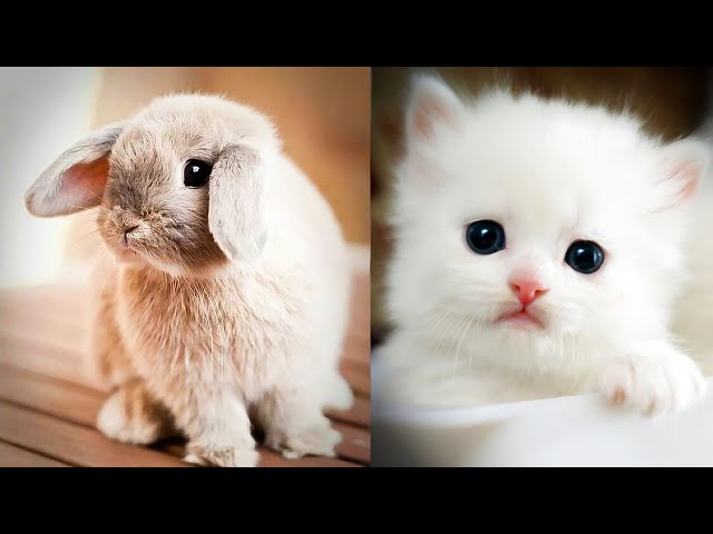 Cute baby animals Videos Compilation cute moment of the animals - Cutest Animals #29