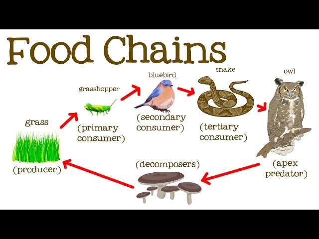 Food Chains for Kids: Food Webs, the Circle of Life, and the Flow of Energy - FreeSchool