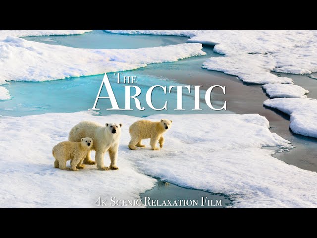 The Arctic 4K - Scenic Wildlife Film With Calming Music