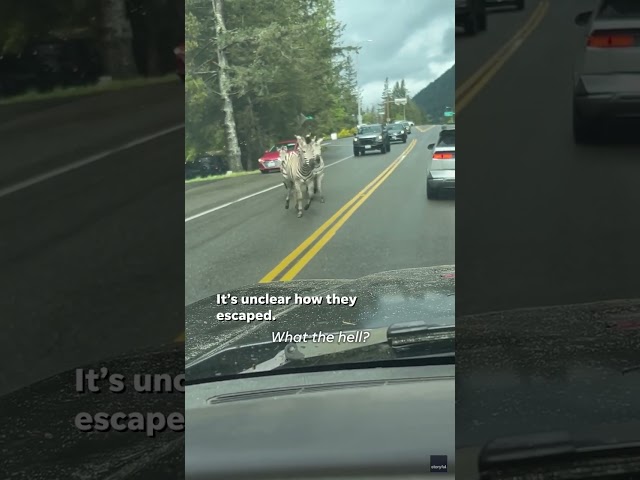Zebras run wild along Washington state highway #Shorts