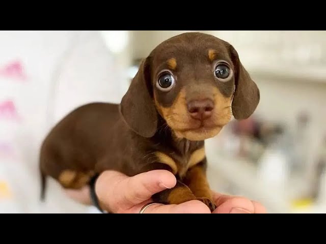 Funniest & Cutest Dachshund Puppies #2