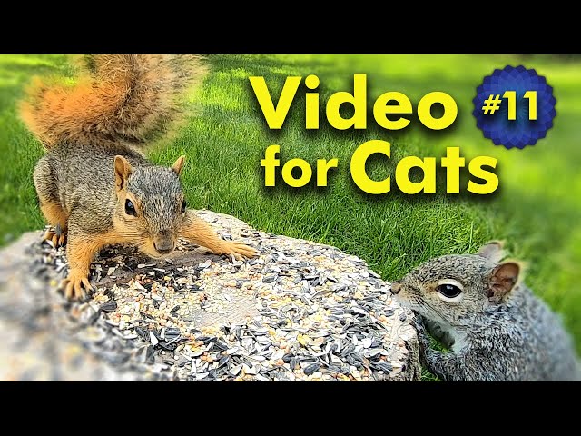 TV for Cats | Backyard Bird and Squirrel Watching | Video 11
