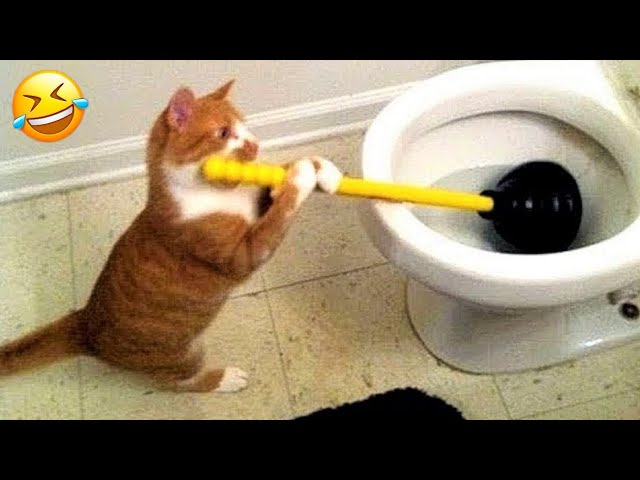 Trending Funny Animals 😅 Funniest Cats and Dogs 😹🐶 Part 28