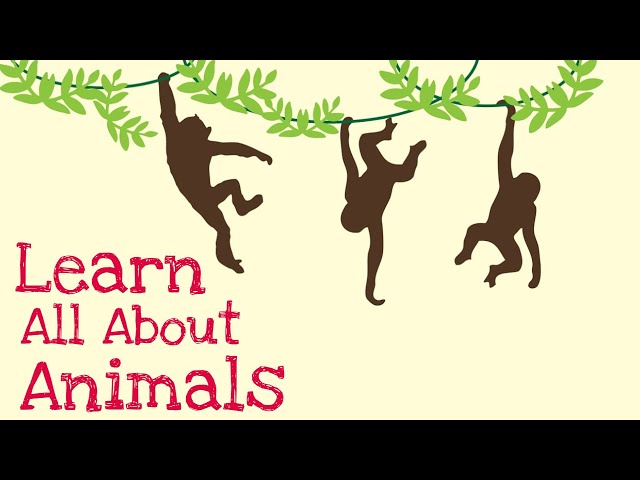 Animal Learning Videos for Kids