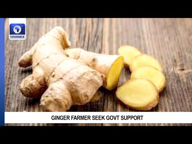 Ginger Blight Epidemic: Nigeria's Position Threatened, Govt Urges Farmers To Try Crop Rotation