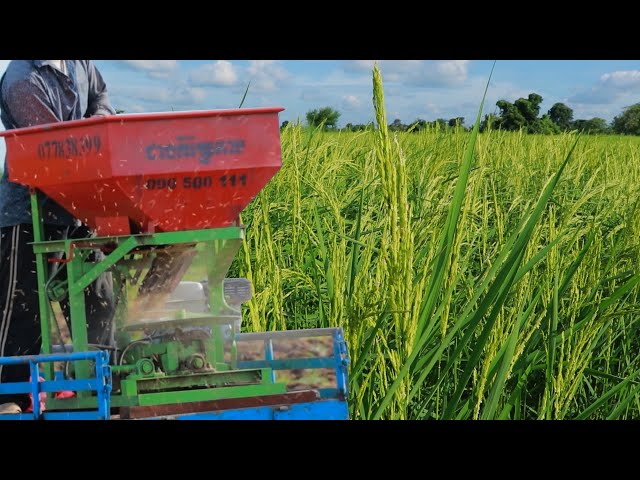 Design Rice Sowing Machine - Rice Growing at Countryside
