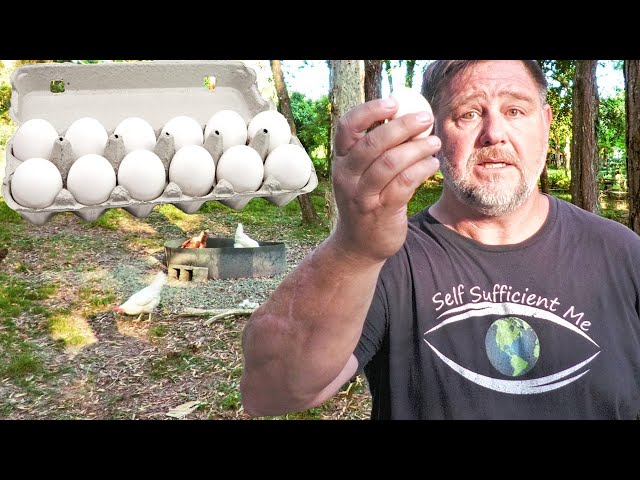 Why Keeping Chickens is a "BAD" Idea | World Egg Crisis