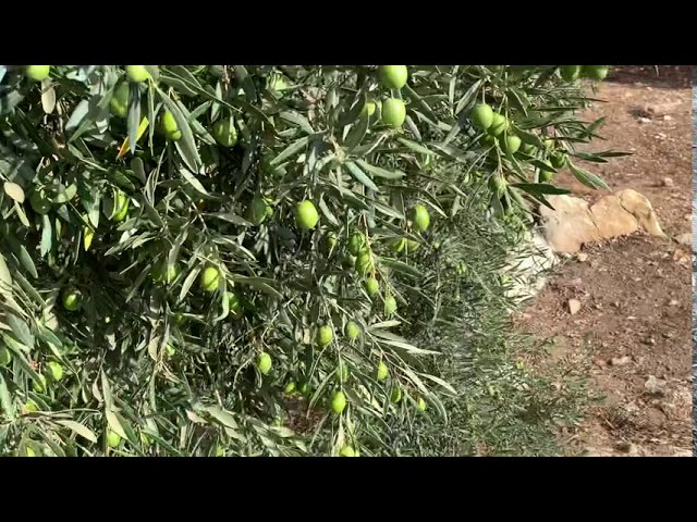 Aceituna verde en pedriza año sin lluvias