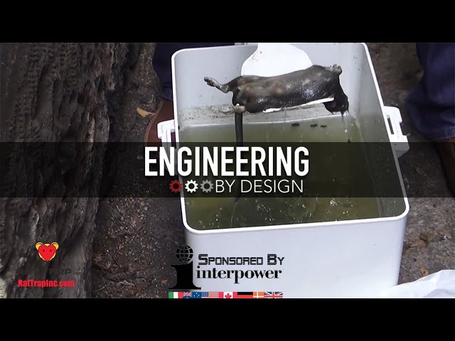 Engineering By Design: Humane Trap Drowns 30-40 Rats at a Time