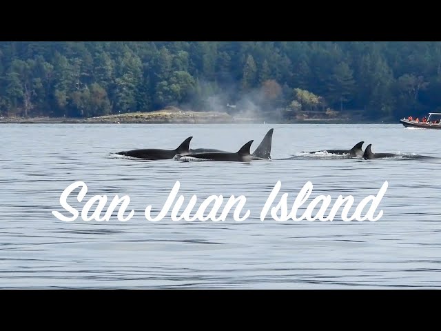 BEST Place to See Orcas in North America | San Juan Island, Washington