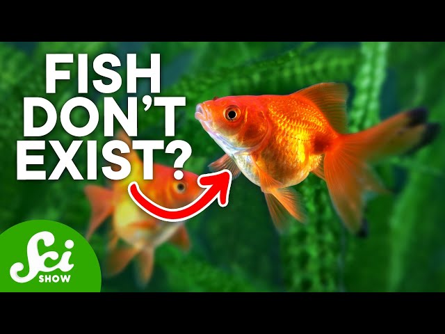 Why Humans May Actually Be Fish