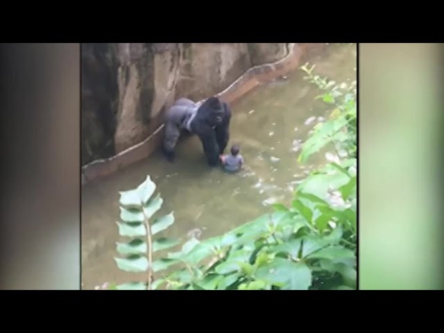 Witness describes Gorilla World incident video